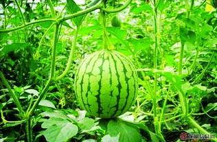 瓜地吃西瓜视频,一场与西瓜的甜蜜邂逅