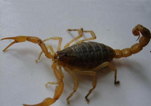 小蝎吃瓜,揭秘娱乐圈那些不为人知的幕后故事