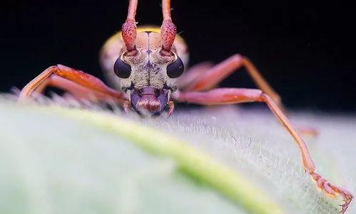瓜哥吃瓜昆虫图片,昆虫世界里的美食奇观