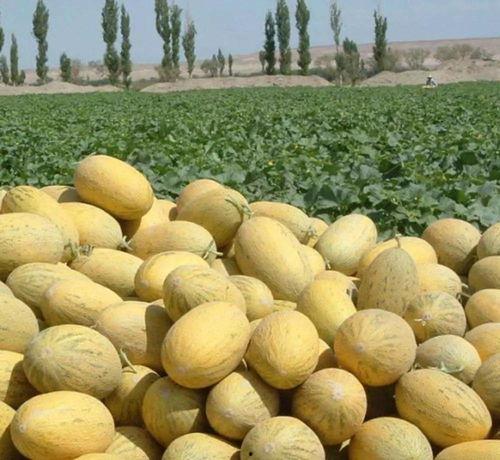 库尔勒吃啥瓜,探寻新疆库尔勒特色瓜果之旅