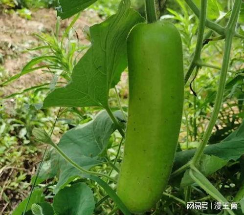 辣椒滑雪吃瓜,一场别开生面的冬季美食盛宴