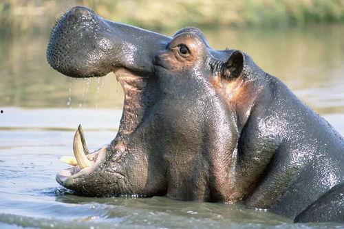 hippo河马吃瓜,揭秘hippo河马对瓜果的偏爱