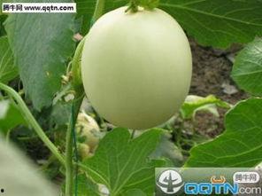 瓜地吃甜瓜,尽享夏日清凉美味