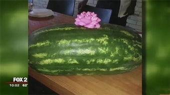 美国瓜在哪里吃,探索瓜类美食的多样风味