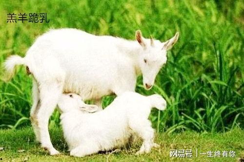 电光小羊吃瓜版,揭秘虚拟世界中的奇幻冒险之旅