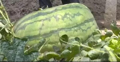 网爆吃瓜平度,揭秘背后真相与热议焦点