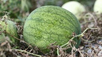 恶性吃瓜行为兰州,警惕恶性吃瓜行为，共建和谐网络环境