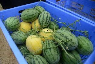 吃瓜爱生活,品味人间烟火，乐享生活点滴