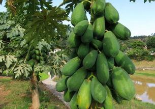 吃瓜绿木素材,揭秘吃瓜界的绿色新宠