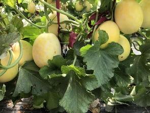 界首吃瓜和太和瓜