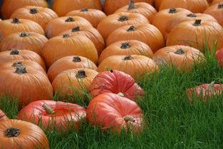 秋季能否吃瓜,秋季吃瓜指南