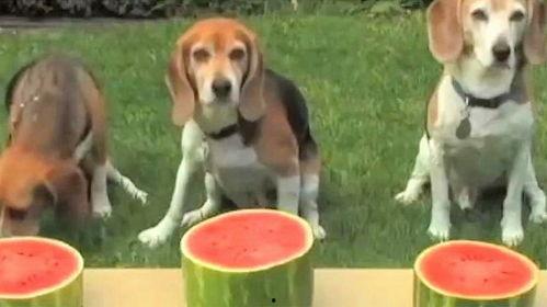 有瓜吃的狗狗,揭秘狗狗的美食世界