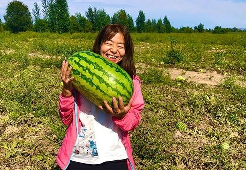 走进乡村看小康 吃瓜,走进乡村共赏丰收景