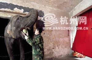 大象吃哈密瓜,揭秘大象与哈密瓜的奇妙邂逅