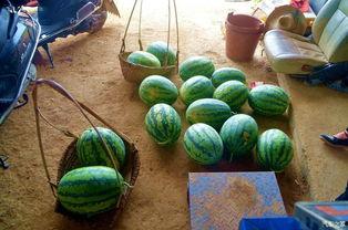 去瓜田吃瓜,尽享清凉美味之旅