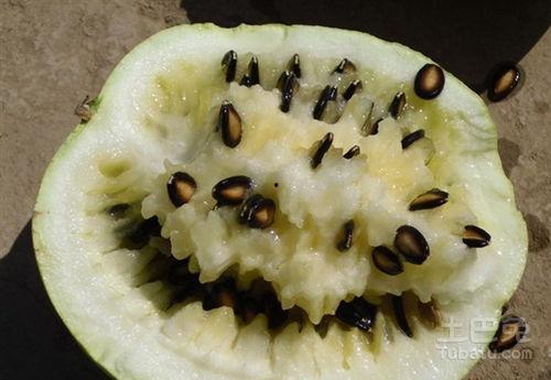 吃籽瓜日记,一场味蕾与自然的邂逅之旅