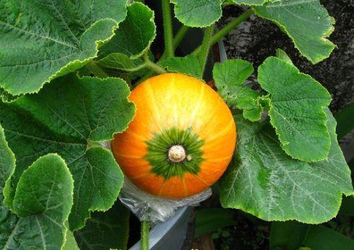 哺乳期可以吃捎瓜吗