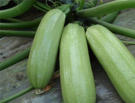 吃瓜呢有什么好处,揭秘吃瓜的五大益处