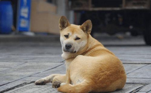 土狗不熬夜吃瓜,吃瓜也养生