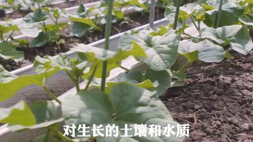 吃不起瓜的图片