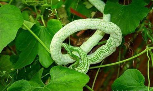 给婆婆吃蛇瓜,为婆婆精心烹饪蛇瓜美食