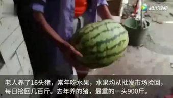 瓜友吃瓜视频完整版